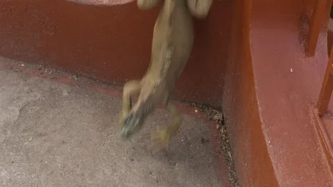 Handheld shot of lizard iguana jumping down onto ground, Tortuguero, Costa Rica Stock-Footage 141247311