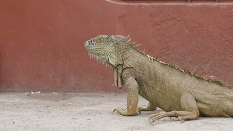 Handheld shot of lizard walking on smooth ground, Tortuguero, Costa Rica Stock Footage 141247383
