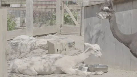 A Handheld Shot Of Llamas In Canada Zoo Stock Footage 247453089