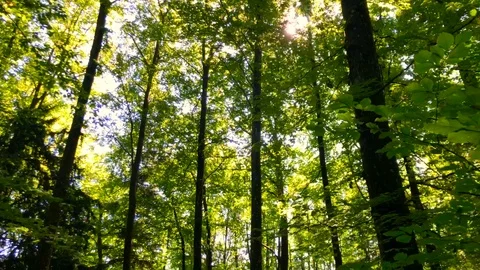 Handheld shot with low angle view of green branches and leaves in forest Stock Footage 120431236
