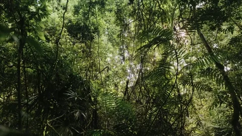 Handheld Shot of Lush Mayan Rainforest in UNESCO Peten Jungle, Guatemala Stock Footage 341535928
