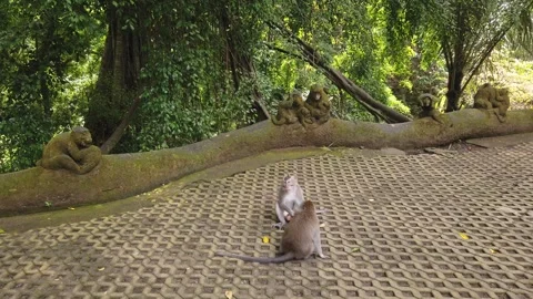 Handheld Shot of Macaque Monkeys Mating on Stone Courtyard Sacred Monkey Forest Stock Footage 339751469