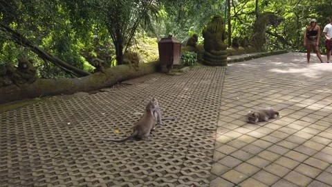 Handheld Shot of Macaque Monkeys Playing on Stone Path Sacred Monkey Forest Stock Footage 339751485
