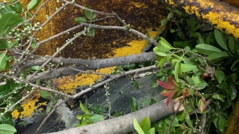 A handheld shot of a machine is a grinding tree. Stock Footage 132346494