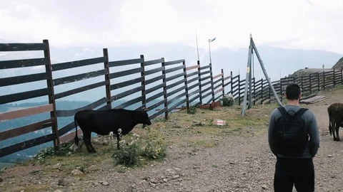 Handheld shot of man with backpack walking towards cows on mountain Stock Footage 122519399