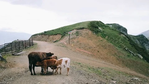 Handheld shot of man capturing the view of cow feeding calves Stock Footage 122399516