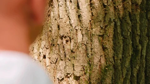 Handheld shot of man touching tree trunk while standing in forest. Green trees Stock Footage 114130639