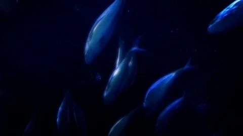 Handheld shot of many blue fish swimming underwater 스톡 동영상 120428558