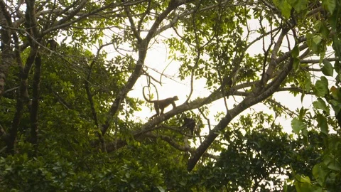 Handheld shot of monkey crawling up branch in tropical forest, Costa Rica Stock Footage 141250226