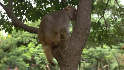 Handheld shot of a monkey in a tree Stock Footage 92473542