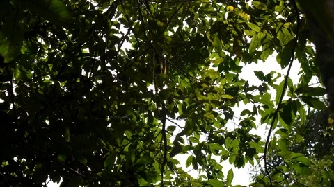Handheld shot of a monkeys switching branches in the Amazon Rainforest 스톡 동영상 121283299