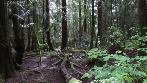 Handheld shot of moss covered forest in Vancouver, Canada. Stock Footage 155625121
