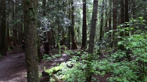 Handheld shot of moss covered forest in Vancouver, Canada. Stock Footage 155661968