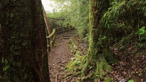 Handheld shot of moss covered trees along forest path in Hakone Japan Stock Footage 321133078
