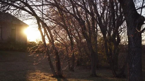 HANDHELD SHOT MOVING THROUGH BARE TREES WITH SUN FLARE AT GOLDEN HOUR Stock Footage 336949543