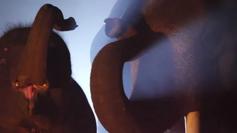 Handheld shot, night scene, Close up mother elephant and little baby raises Stock Footage 227260501