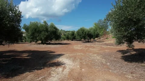 Handheld shot of olive trees. Stock Footage 164880715