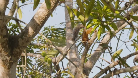 Handheld shot of orange squirrel running on thick tree branches, Costa Rica Stock Footage 141246651