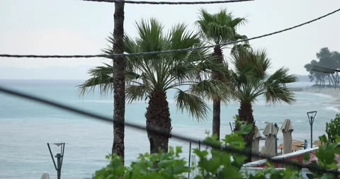 Handheld shot of pallm trees in summer season Stock Footage 197637644