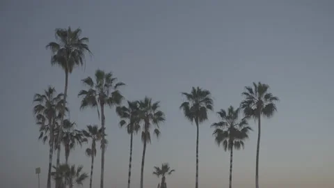 Handheld shot of palm trees at sunset Video stock 200797754