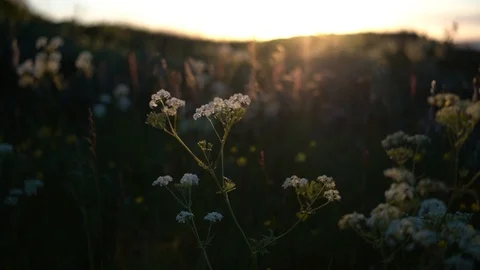 Handheld shot of a person walking through the wildflower Stock Footage 114881259