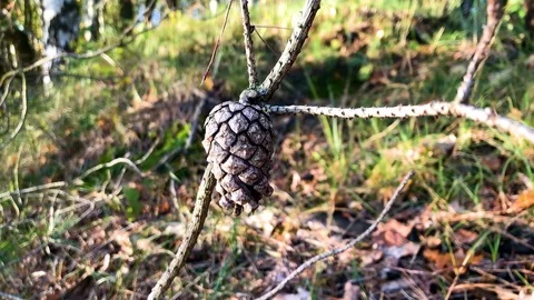 Handheld shot of Pine Cone on tree in forest Stock Footage 122519133