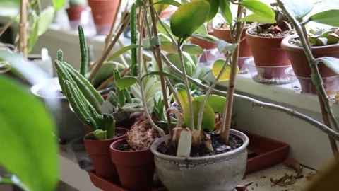 Handheld shot of potted plants on a window sill. Stock Footage 334969689