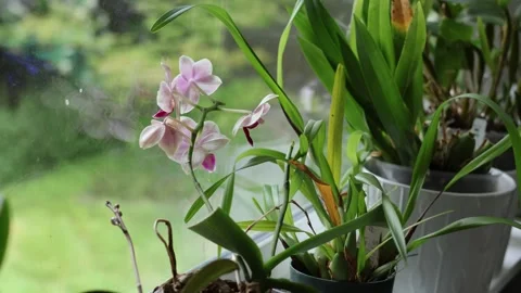 Handheld shot of potted plants on a window sill. Stock Footage 334969730
