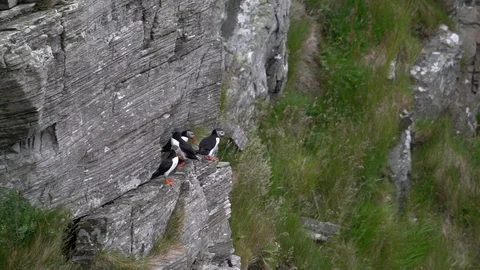 Handheld shot of a Puffin bird perching on the rocky hill Stock Footage 114881664