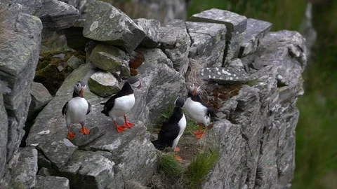 Handheld shot of a Puffin bird perching on the rocky hill 스톡 동영상 114882033