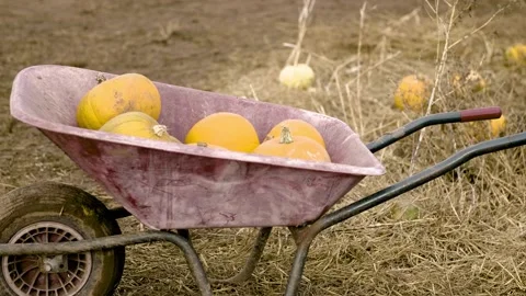 Handheld shot of pumpkins in a barrel Stock Footage 142259424