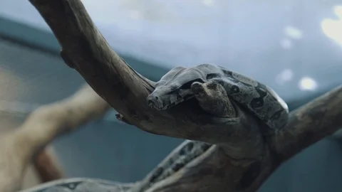 Handheld shot, of a python, in slow motion, hanging, from a tree, on a Stock Footage 99502419