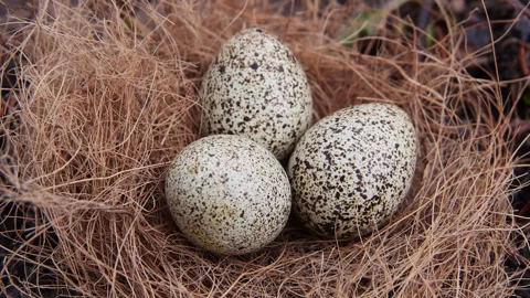 Handheld Shot of Quail Eggs Outside Stock Footage 236770202