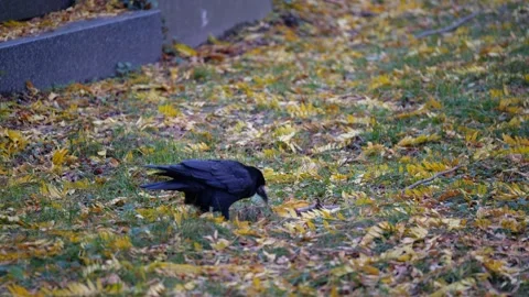 Handheld shot of raven on graveyard Stock Footage 145799361