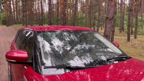 Handheld shot of red car parked on a sandy road in a rainy pine forest. Stock Footage 295368833