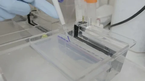 A handheld shot of a researcher pipetting samples to a eletrophoresis gel in a g Stock Footage 97753802