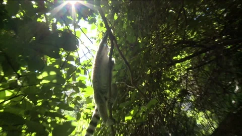Handheld shot of a Ring-tailed Lemur in a tree Stock Footage 310540707