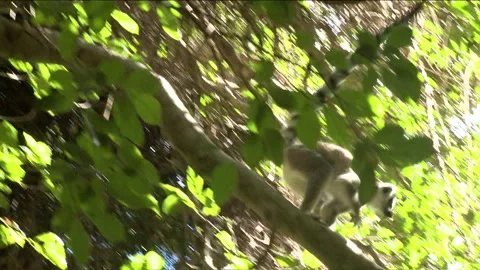 Handheld shot of a Ring-tailed Lemur running down a branch Stock Footage 310540716