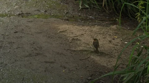 Handheld shot of a robin redbreast bird on a trail. Stock Footage 338033633