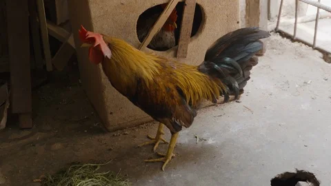 Handheld shot of Rooster standing in workshop and observing surroundings, Cuba Stock Footage 141656660