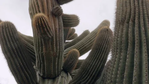 Handheld Shot of Saguaro Cacti Stock Footage 82082484