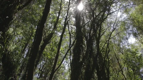Handheld shot seeing the sun shining in a moss covered forest in Southern Chile, Stock Footage 123051153