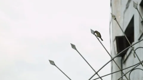 Handheld shot of small bird sitting on spiky gate, watching surroundings, Cuba Stock Footage 141648955