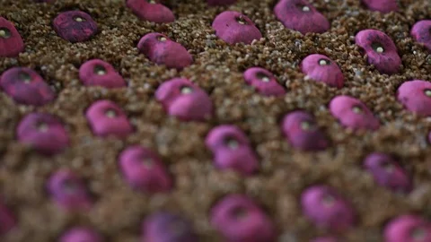Handheld shot with soft focus of Coyol palm seeds planted in the ground Stock Footage 101690047