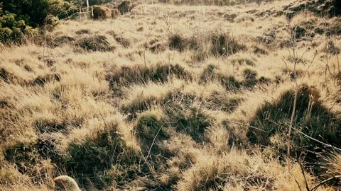 Handheld shot of sunlight falling on meadows on mountain Vídeo Stock 122485737