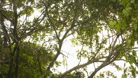 Handheld shot of tall forest trees swinging in wind, Tortuguero, Costa Rica Stock Footage 141250113