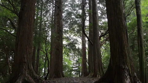 Handheld shot of tall forest trees lining woodland path in Hakone Japan Stock Footage 321132133