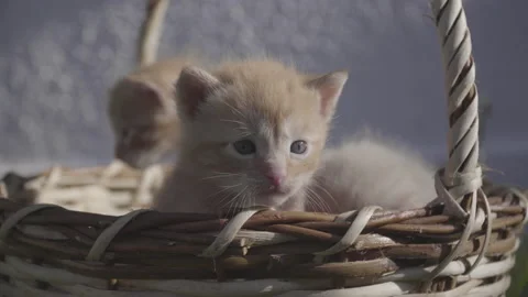 Handheld shot of three sibling yellow one month old kittens in a basket at sunse Stock-Footage 143355942