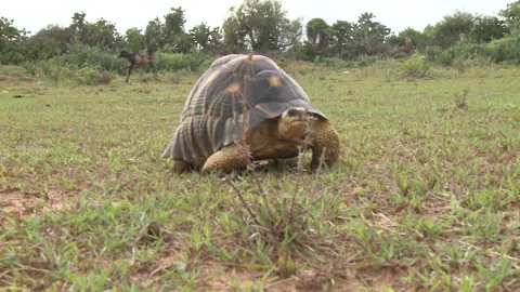 Handheld shot of a tortoise Stock Footage 310540255