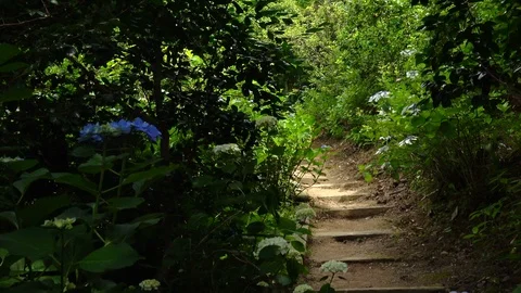 Handheld shot of the trail with hydrangeas, 4K Stock Footage 99759500